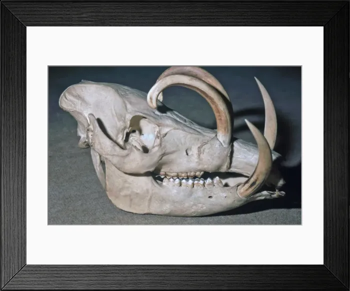 Framed Print : Picture No. 10864936
