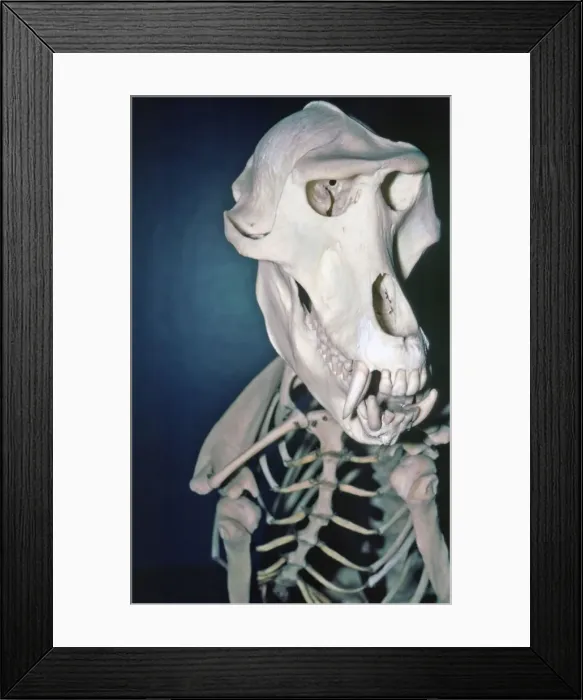 Framed Print : Picture No. 10864937 Framed Print : Picture No. 10864937