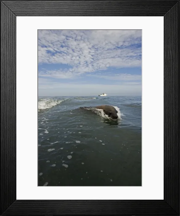 Framed Print : Picture No. 10865078 Framed Print : Picture No. 10865078