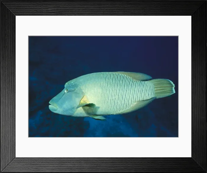 Framed Print : Picture No. 10865198 Framed Print : Picture No. 10865198