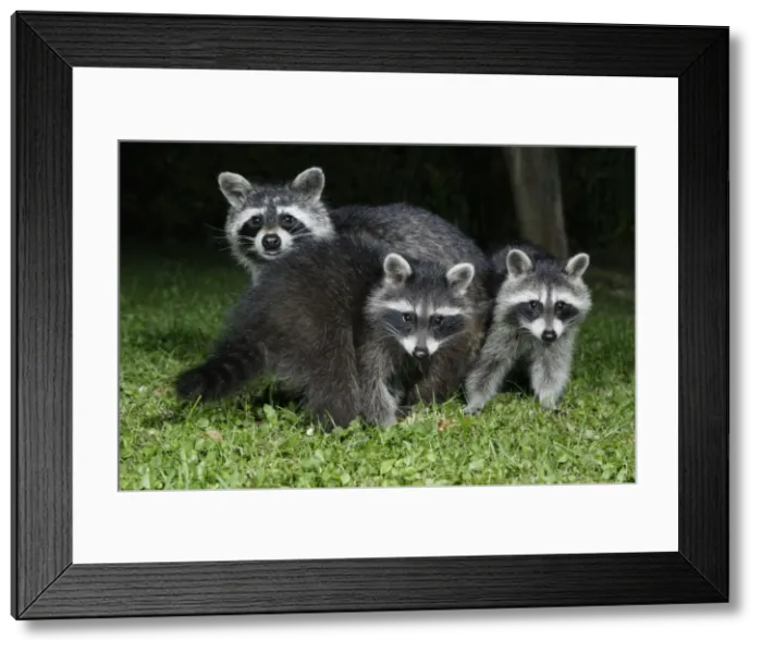 Framed Print : Picture No. 10865186 Framed Print : Picture No. 10865186