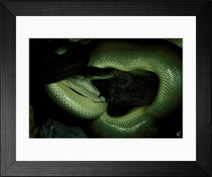 Framed Print : Picture No. 10865202 Framed Print : Picture No. 10865202