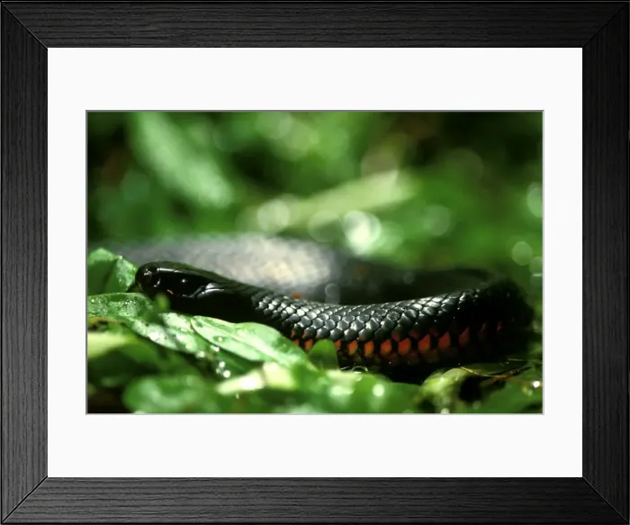 Framed Print : Picture No. 10865207 Framed Print : Picture No. 10865207