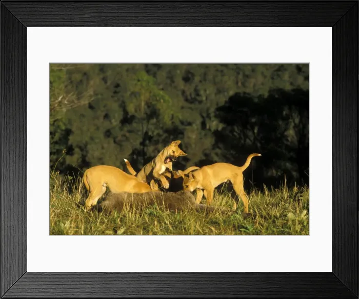 Framed Print : Picture No. 10865206