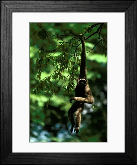 Framed Print : Picture No. 10865210 Framed Print : Picture No. 10865210