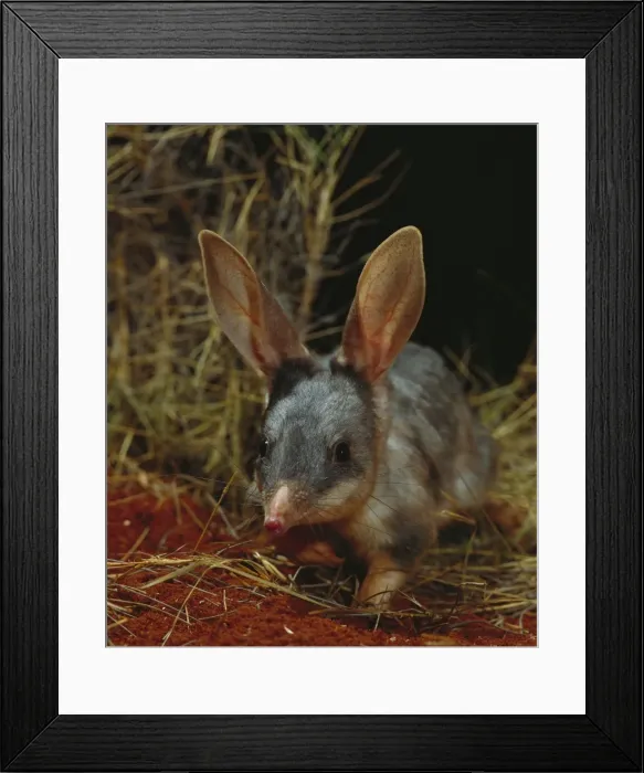Framed Print : Picture No. 10865201 Framed Print : Picture No. 10865201