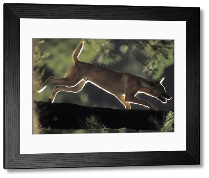Framed Print : Picture No. 10865215 Framed Print : Picture No. 10865215