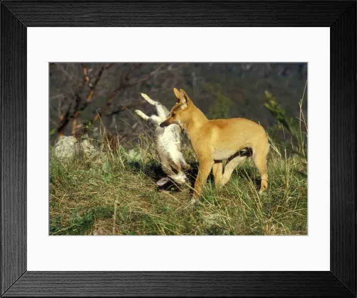 Framed Print : Picture No. 10865214 Framed Print : Picture No. 10865214