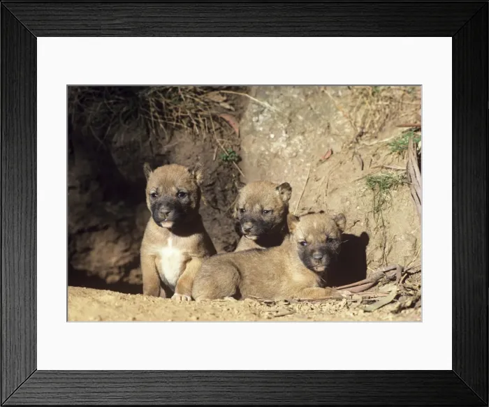 Framed Print : Picture No. 10865217