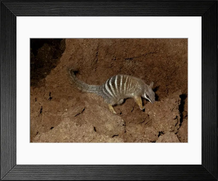 Framed Print : Picture No. 10865220 Framed Print : Picture No. 10865220