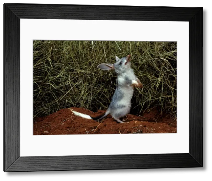 Framed Print : Picture No. 10865228 Framed Print : Picture No. 10865228