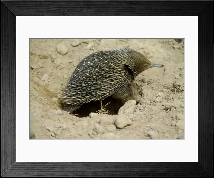 Framed Print : Picture No. 10865229