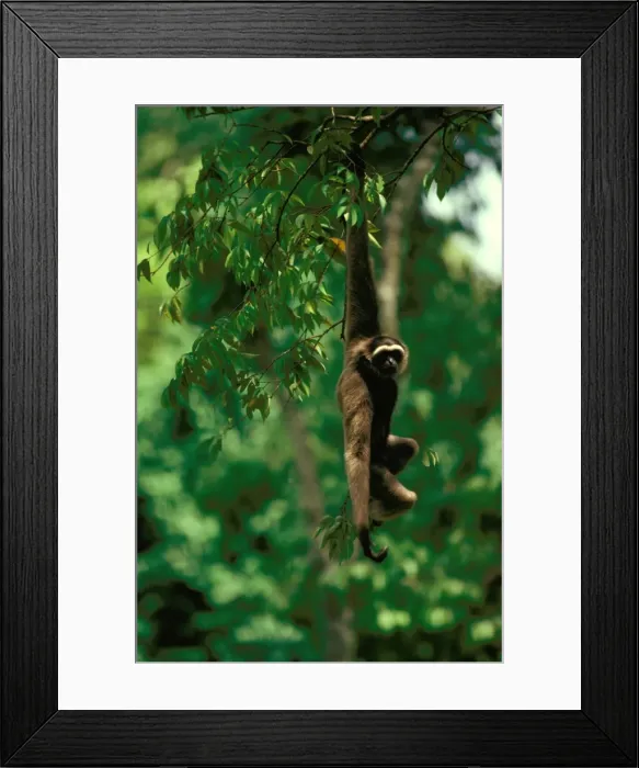 Framed Print : Picture No. 10865237 Framed Print : Picture No. 10865237