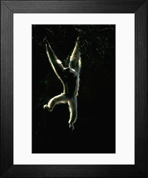 Framed Print : Picture No. 10865235