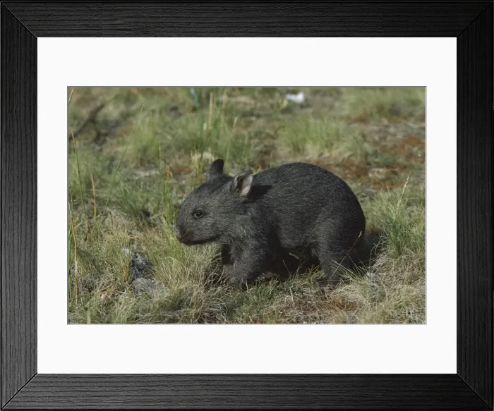 Framed Print : Picture No. 10865241 Framed Print : Picture No. 10865241