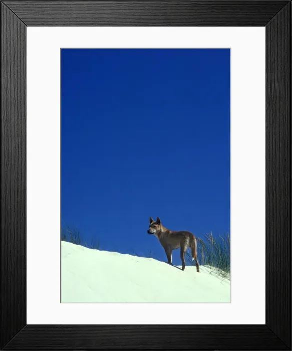 Framed Print : Picture No. 10865250 Framed Print : Picture No. 10865250