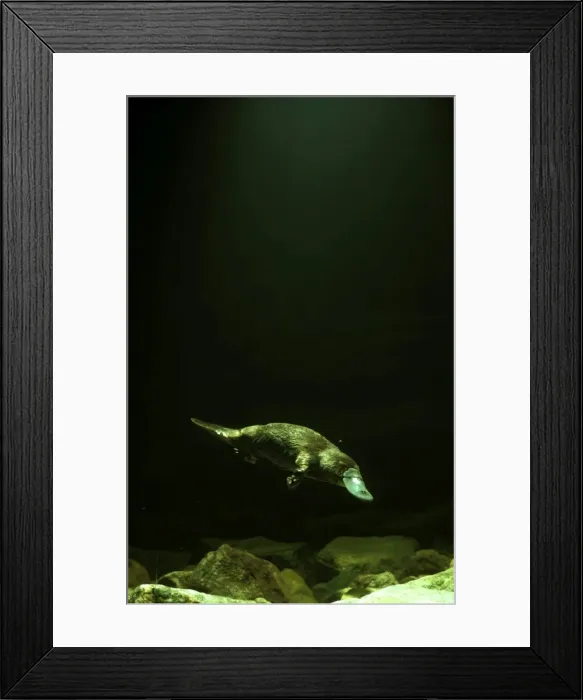 Framed Print : Picture No. 10865252 Framed Print : Picture No. 10865252