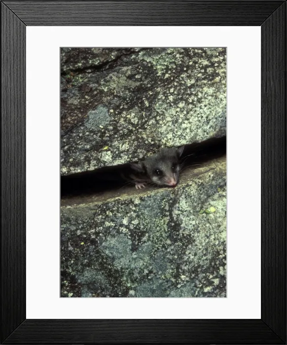 Framed Print : Picture No. 10865261 Framed Print : Picture No. 10865261