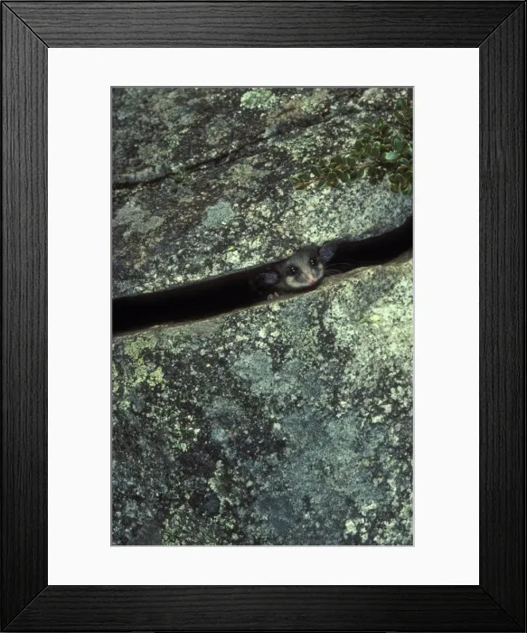 Framed Print : Picture No. 10865259 Framed Print : Picture No. 10865259