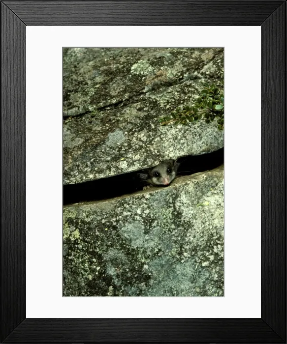 Framed Print : Picture No. 10865257