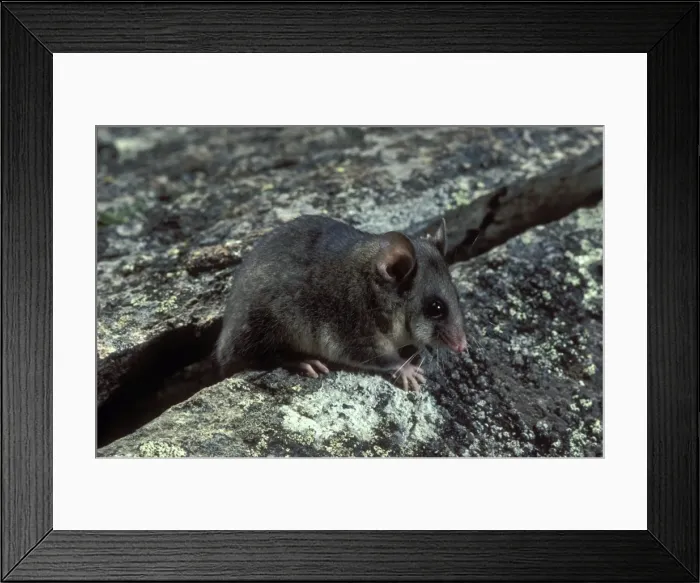 Framed Print : Picture No. 10865264 Framed Print : Picture No. 10865264