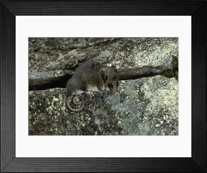 Framed Print : Picture No. 10865262 Framed Print : Picture No. 10865262