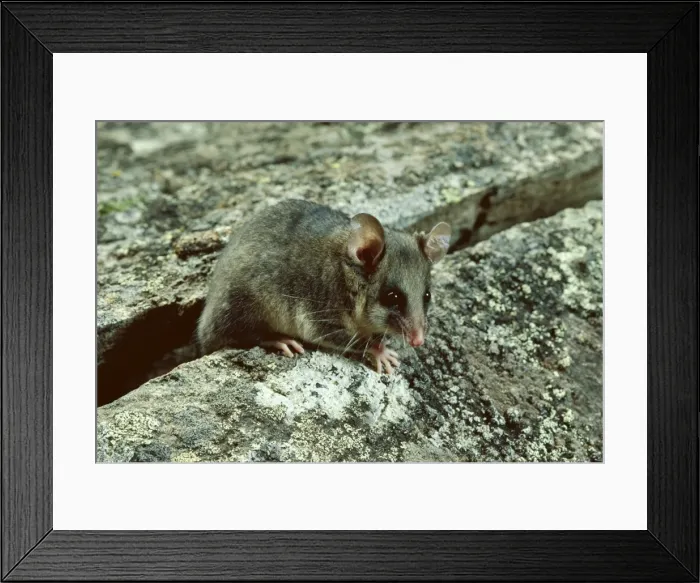 Framed Print : Picture No. 10865263
