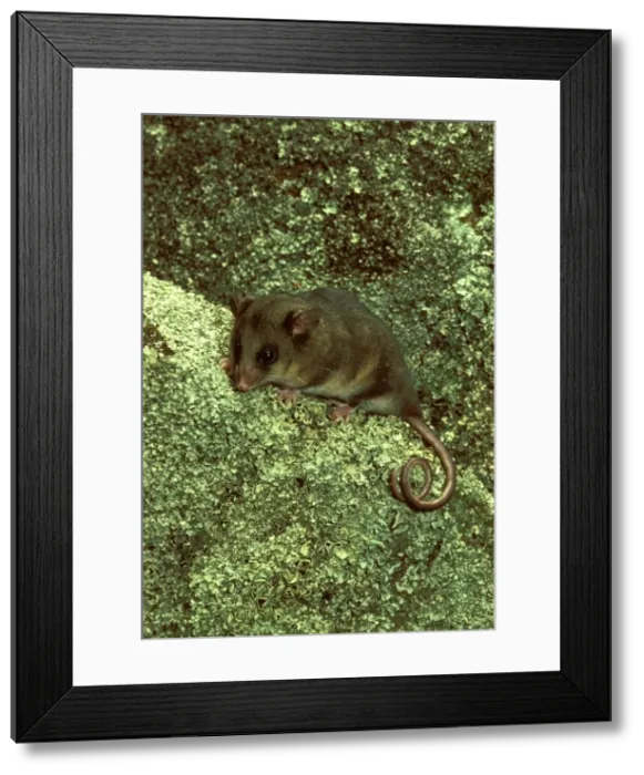 Framed Print : Picture No. 10865265 Framed Print : Picture No. 10865265