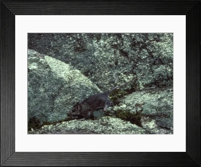 Framed Print : Picture No. 10865266 Framed Print : Picture No. 10865266
