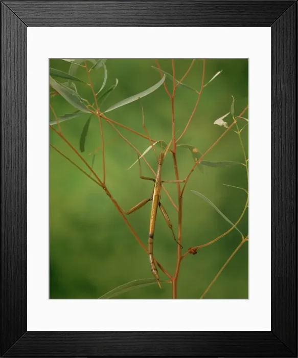 Framed Print : Picture No. 10865270 Framed Print : Picture No. 10865270