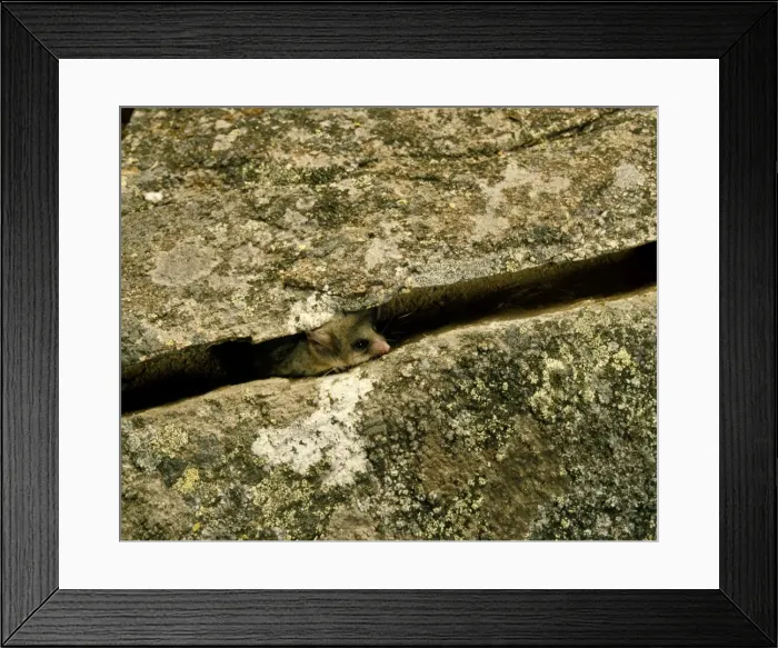 Framed Print : Picture No. 10865271 Framed Print : Picture No. 10865271