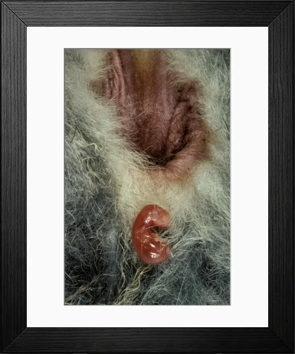 Framed Print : Picture No. 10865272 Framed Print : Picture No. 10865272