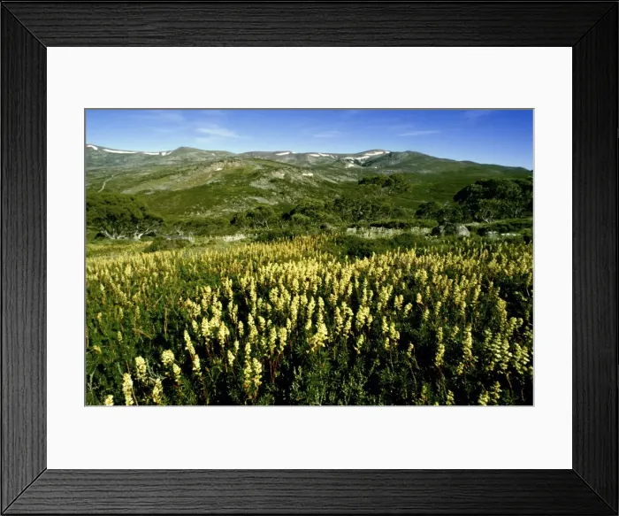 Framed Print : Picture No. 10865285 Framed Print : Picture No. 10865285