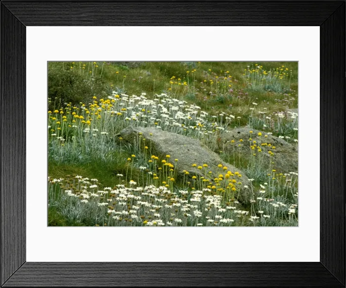 Framed Print : Picture No. 10865284 Framed Print : Picture No. 10865284