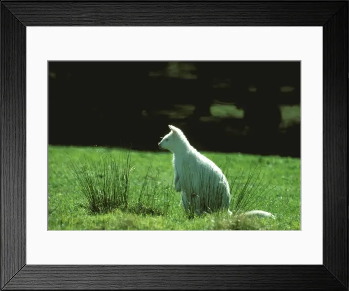 Framed Print : Picture No. 10865289