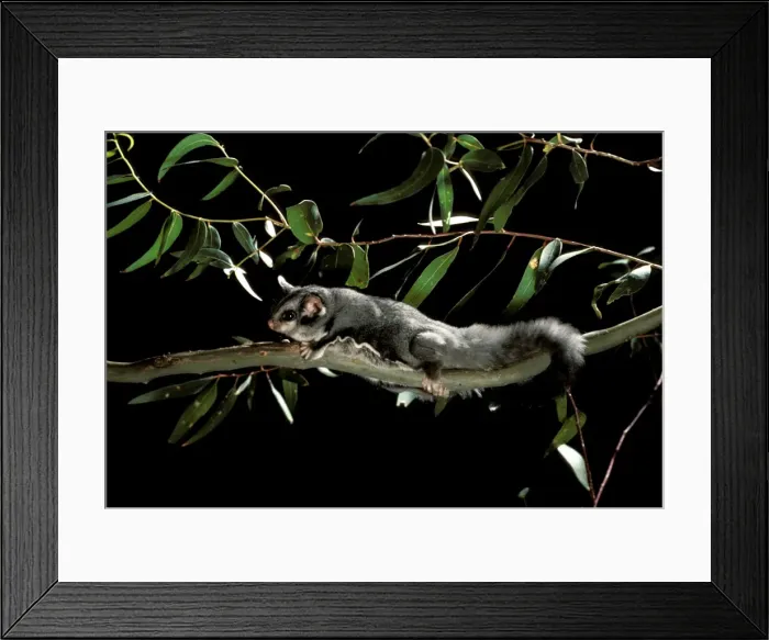Framed Print : Picture No. 10865292 Framed Print : Picture No. 10865292