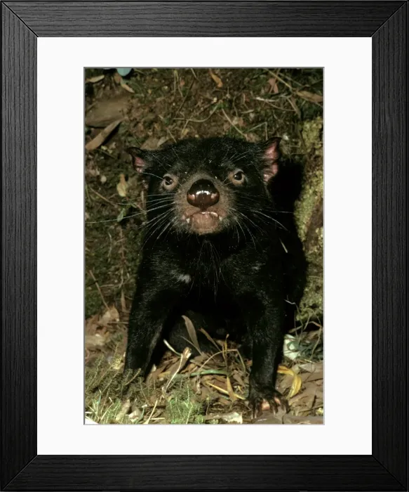 Framed Print : Picture No. 10865299 Framed Print : Picture No. 10865299