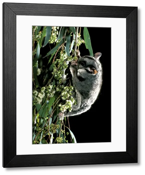 Framed Print : Picture No. 10865295 Framed Print : Picture No. 10865295