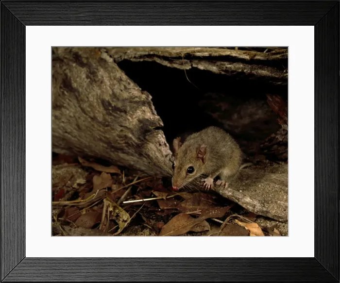 Framed Print : Picture No. 10865298 Framed Print : Picture No. 10865298