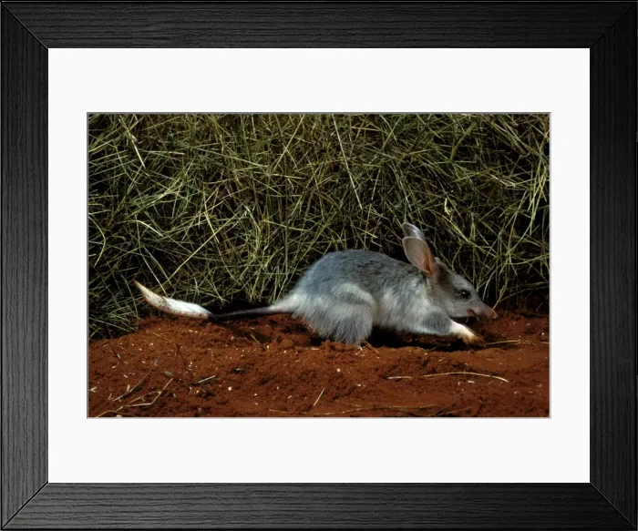 Framed Print : Picture No. 10865303