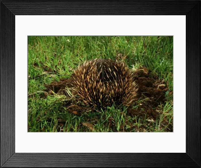 Framed Print : Picture No. 10865306 Framed Print : Picture No. 10865306