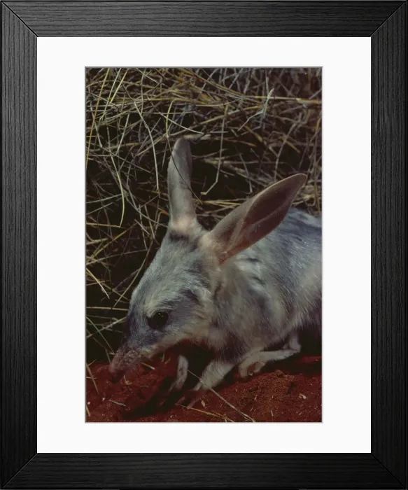 Framed Print : Picture No. 10865302 Framed Print : Picture No. 10865302