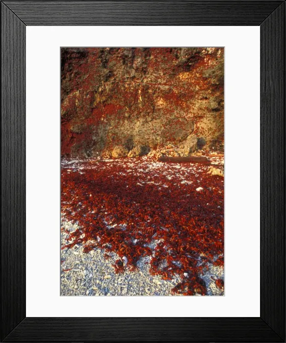 Framed Print : Picture No. 10865307 Framed Print : Picture No. 10865307
