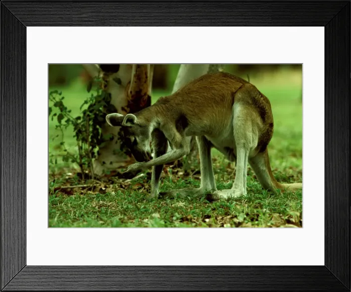 Framed Print : Picture No. 10865311 Framed Print : Picture No. 10865311