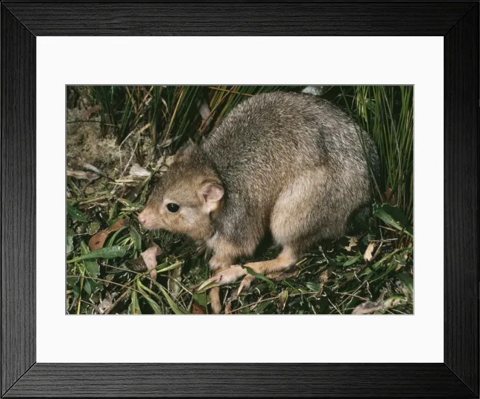 Framed Print : Picture No. 10865313 Framed Print : Picture No. 10865313