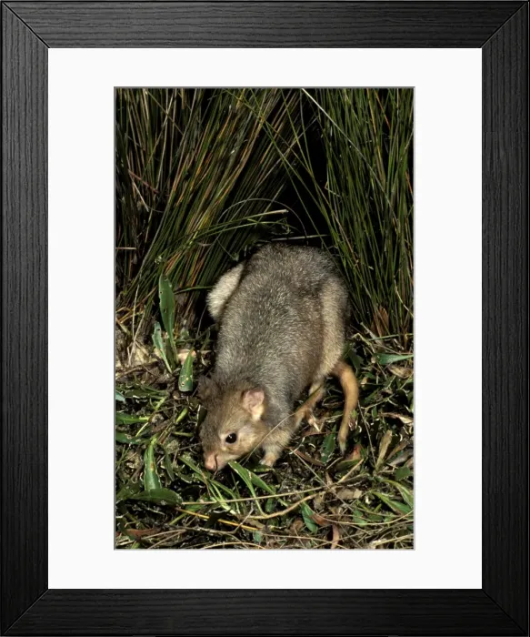 Framed Print : Picture No. 10865314 Framed Print : Picture No. 10865314