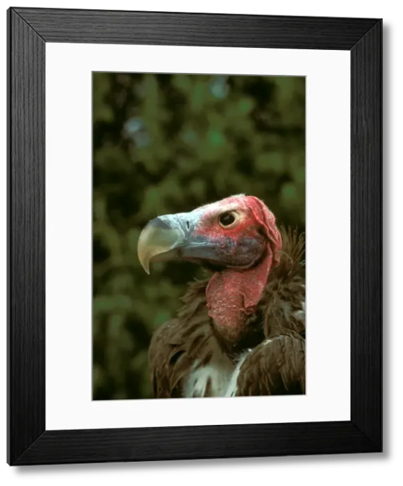 Framed Print : Picture No. 10865320 Framed Print : Picture No. 10865320