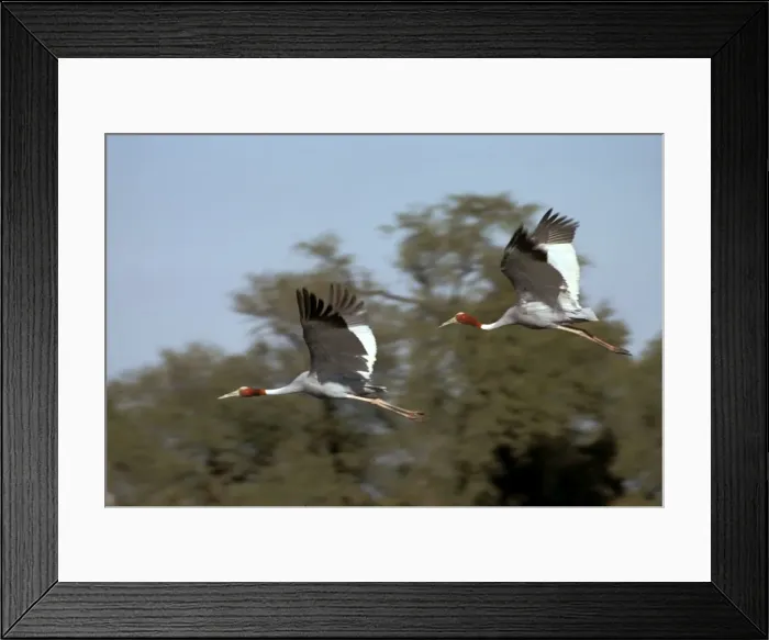 Framed Print : Picture No. 10865323 Framed Print : Picture No. 10865323