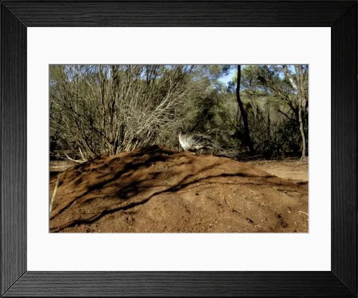 Framed Print : Picture No. 10865321 Framed Print : Picture No. 10865321