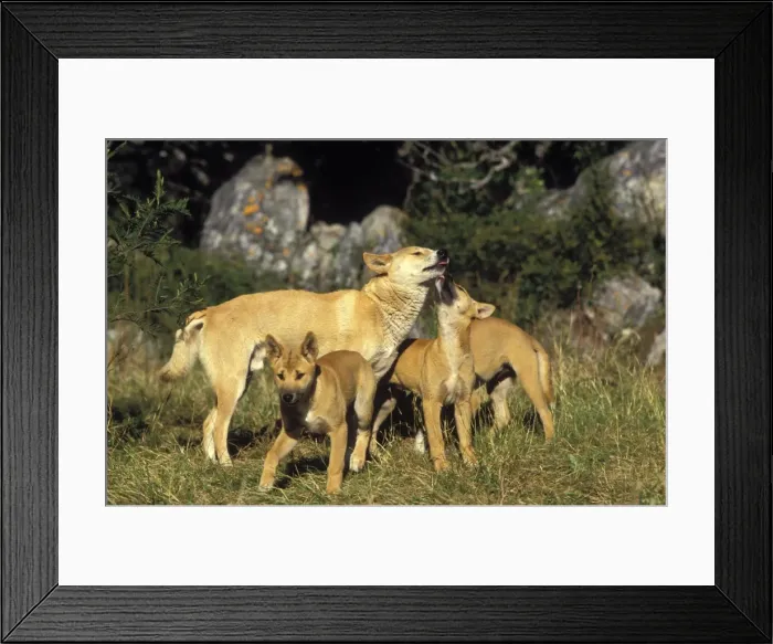 Framed Print : Picture No. 10865319 Framed Print : Picture No. 10865319